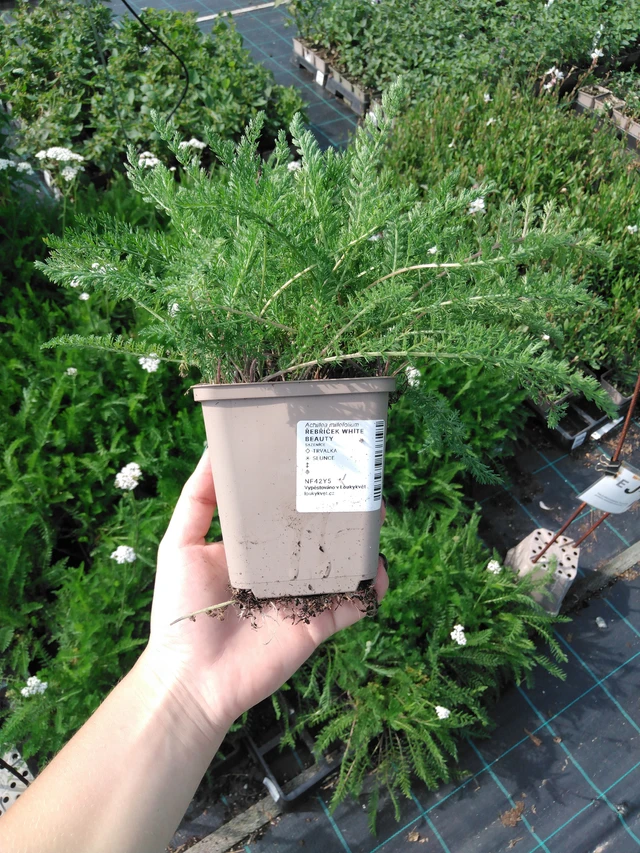 Siankärsämö White Beauty - 2024