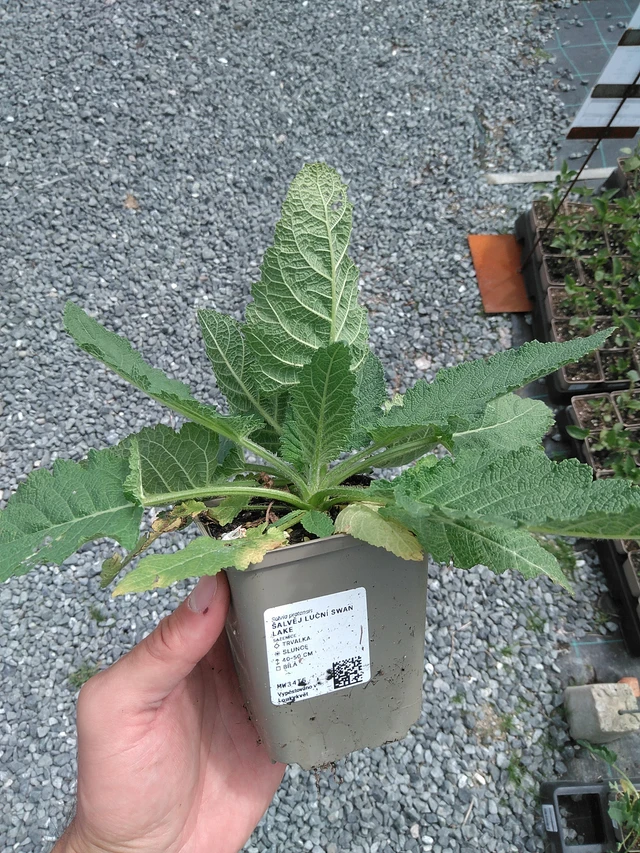 Salvia de prado Swan Lake - 24. 6. 2025