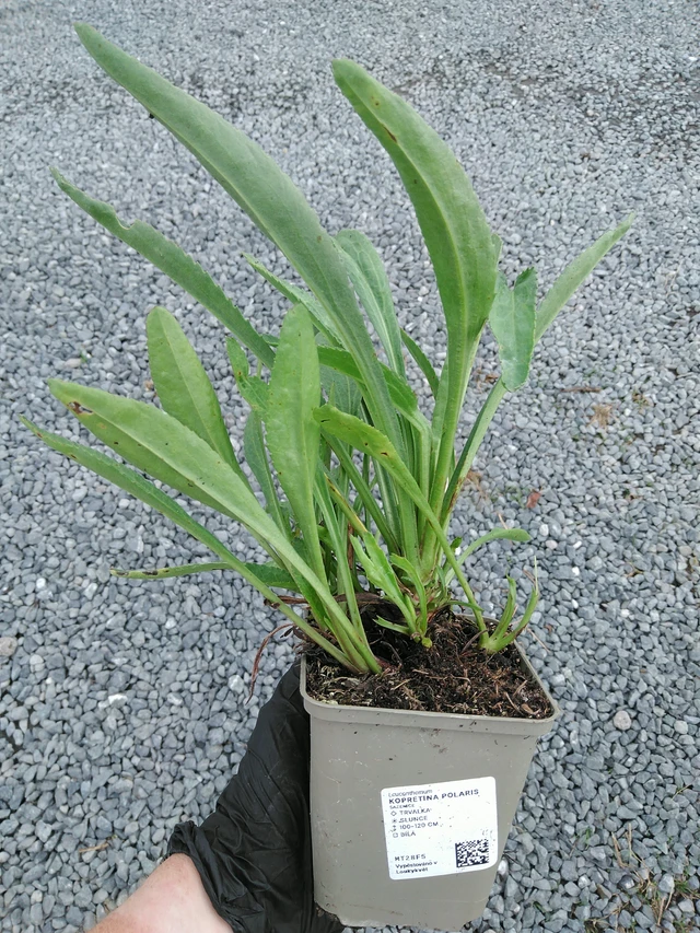 Kopretina Polaris - 10. 9. 2025