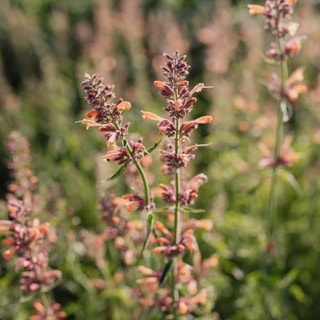 Agastache Kolibri, Loukykvět