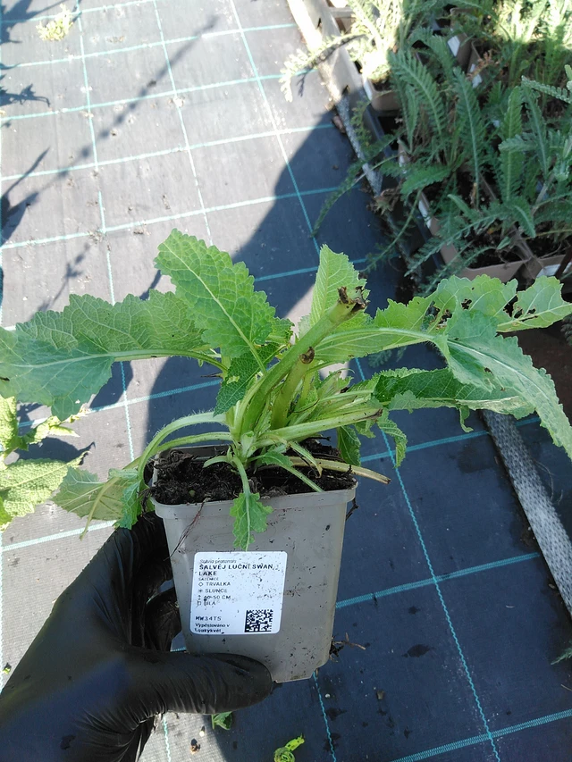 Salvia de prado Swan Lake - 19. 8. 2025