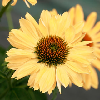 Echinacea Aloha, Loukykvět