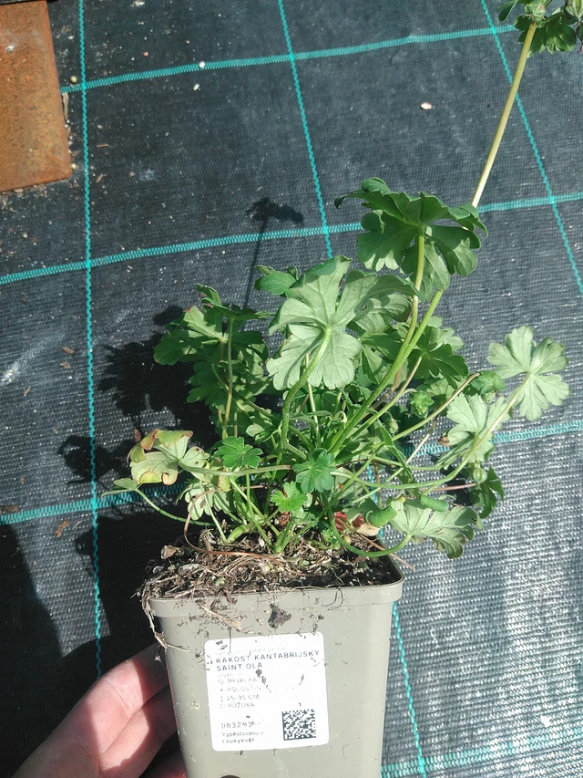 Kurjenpolvi kantabrijský Saint Ola - 24. 6. 2025