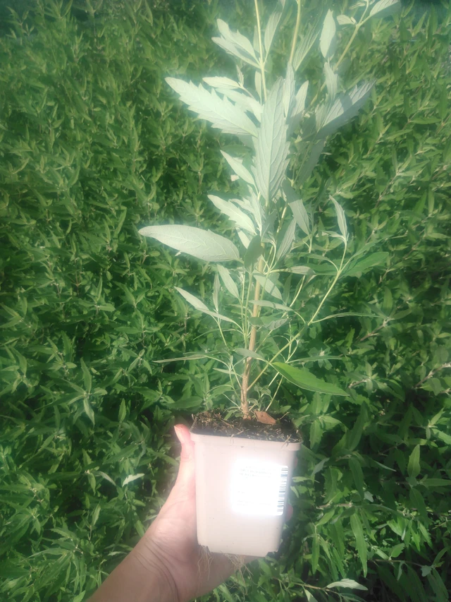 Bluebeard Heavenly Blue - 2024