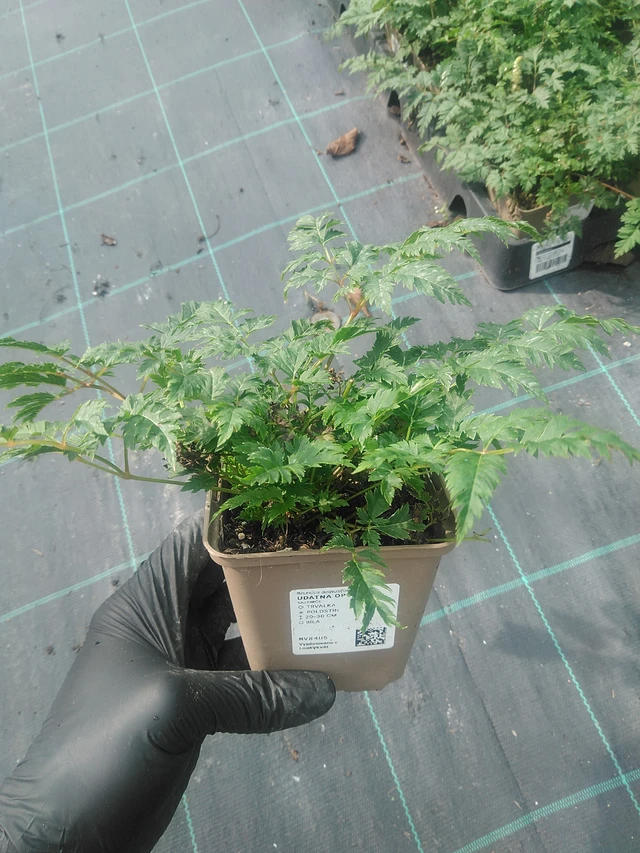 Udatna Opulenz - 10. 9. 2025