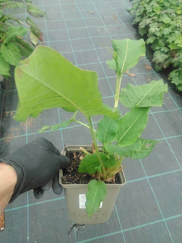 Persicaria Speciosa - 10. 9. 2025