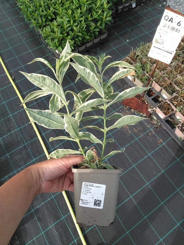 Flox Nora Leight - 11. 7. 2025