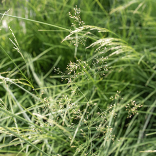 Metlice trsnatá Tauträger, Loukykvět