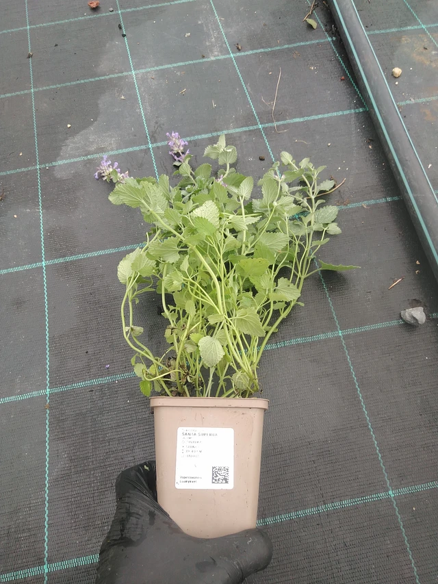 Šanta Superba - 4. 8. 2025