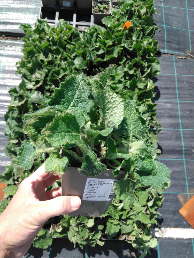 Pyökkisalvia Purple Rain - 13. 5. 2025