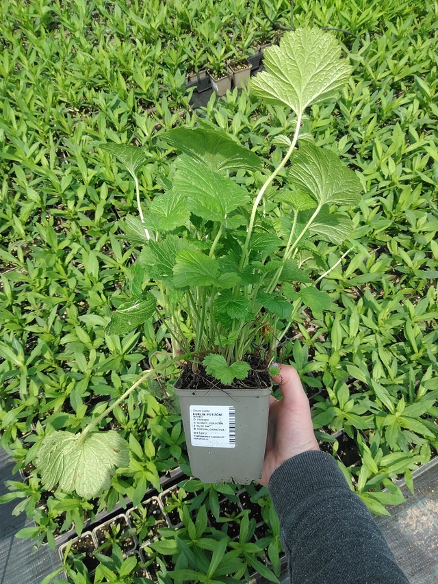 Geum rivale - 9. 6. 2025