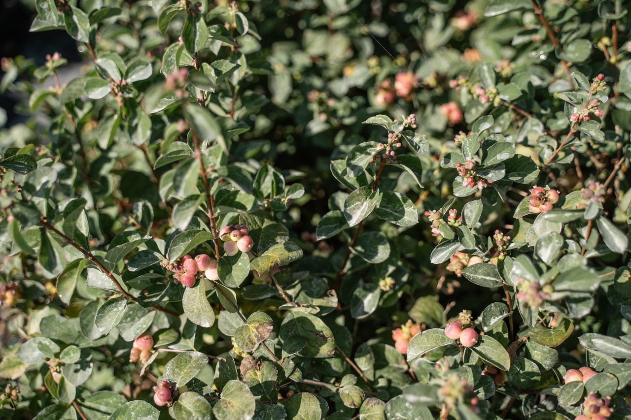 Pámelník Magical Red Riding Hood, Loukykvět