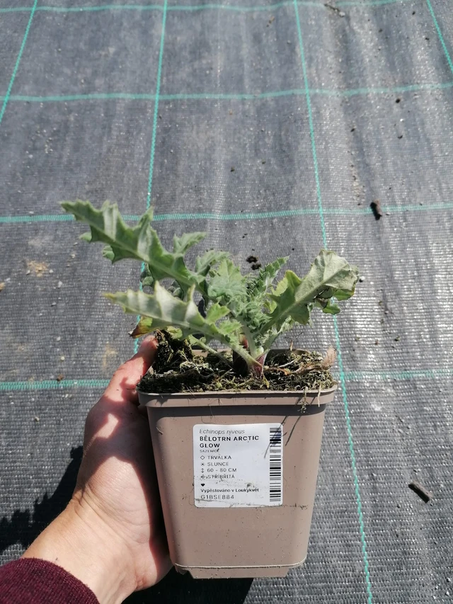 Sinipallo-ohdake Arctic Glow - 2024