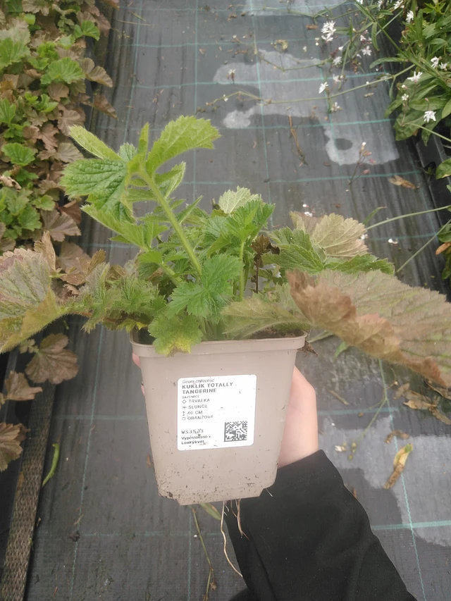 Geum Totally Tangerine - 10. 10. 2025