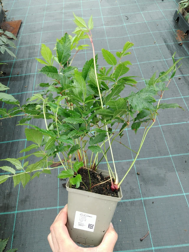 Sasanka plstnatá Robustissima - 28. 7. 2025