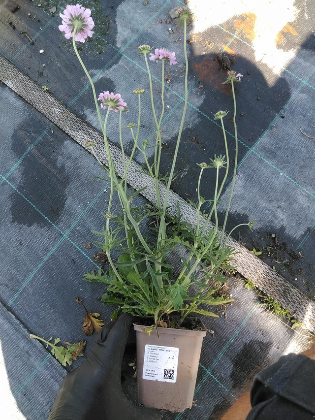 Scabiosa Pink Mist - 19. 8. 2025
