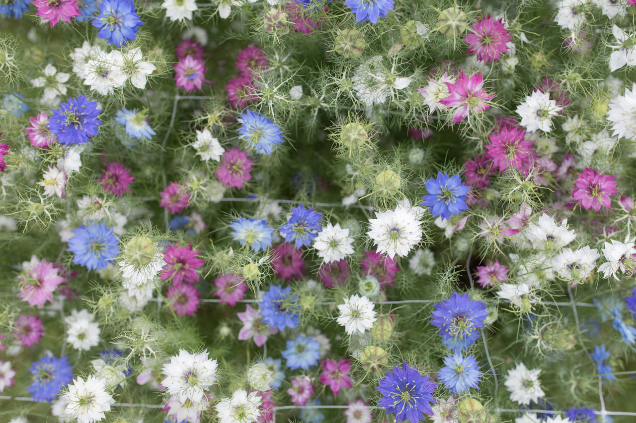 Černucha Miss Jekyll Mix BIO, Loukykvět