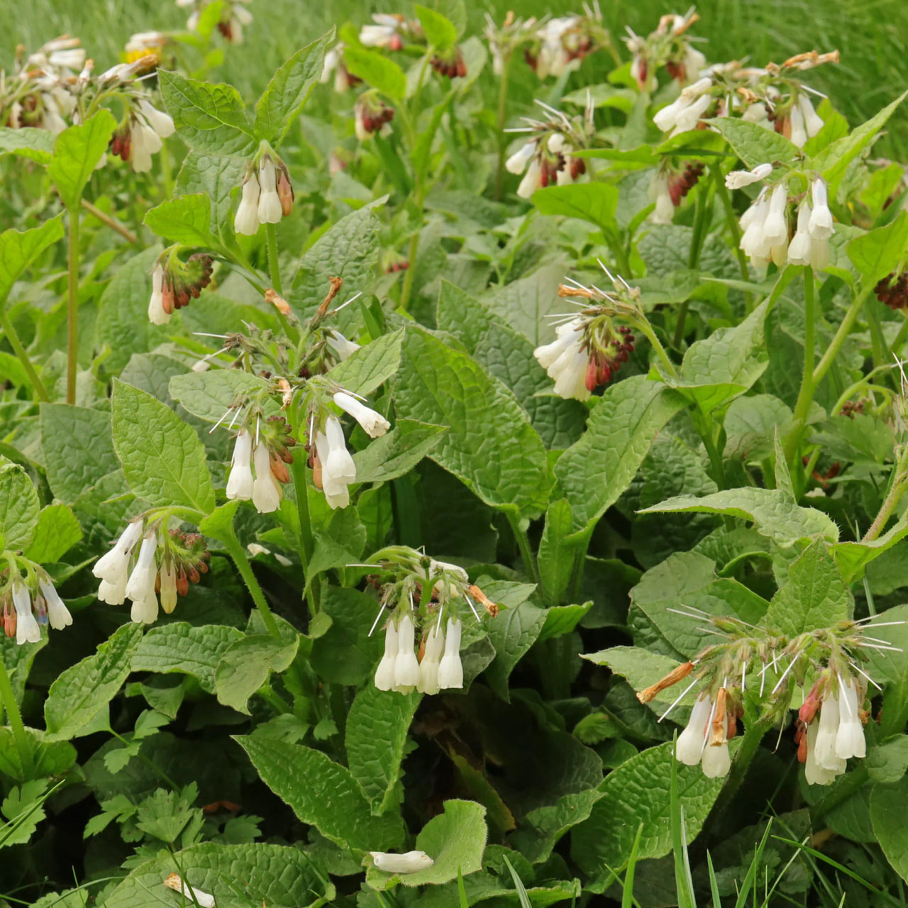 Kostival velkokvětý, Loukykvět