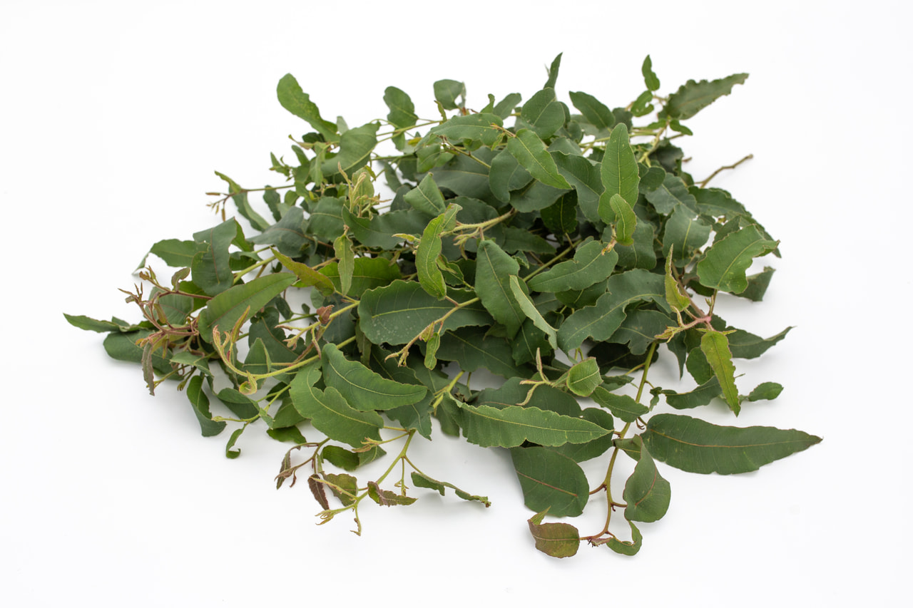 Eukalyptus citrónový, Loukykvět