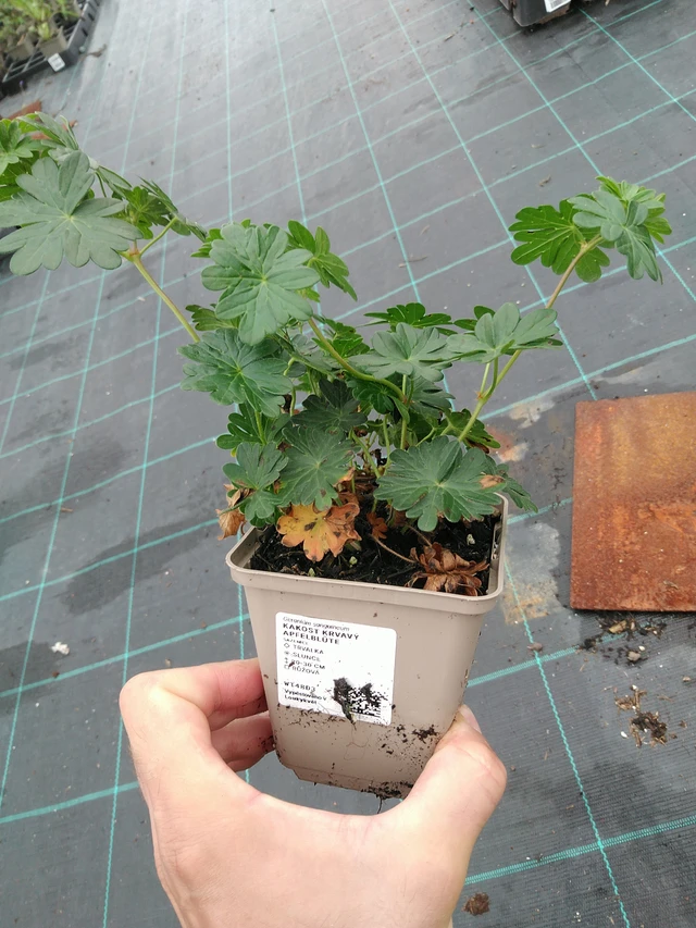 Verikurjenpolvi krvavý Apfelblüte - 28. 7. 2025