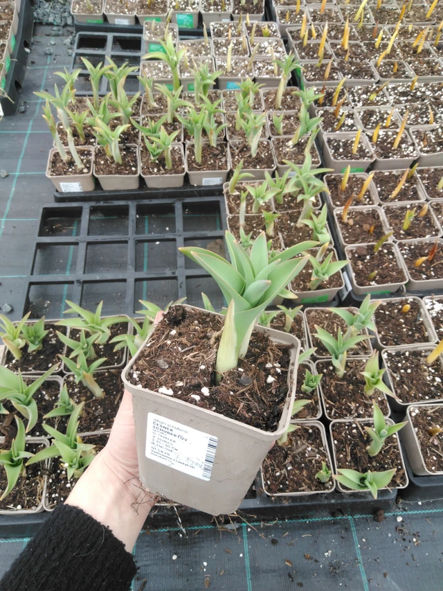 Laukka Schubertův - 9. 4. 2025