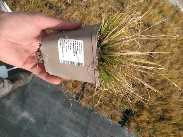 Dochan psárkovitý Hameln Gold - 8. 4. 2025