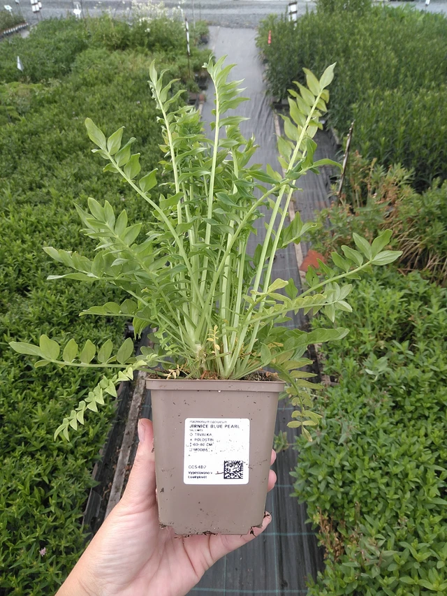 Jirnice Blue Pearl - 11. 7. 2025