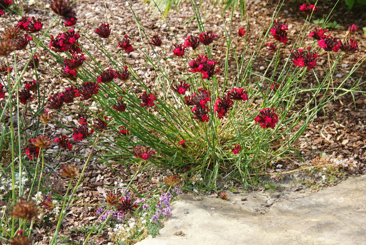 Hvozdík krvavý, Loukykvět