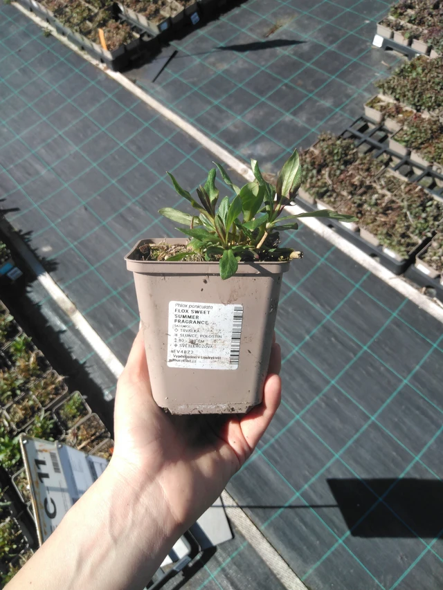 Phlox Sweet Summer Fragrance - 3. 4. 2025