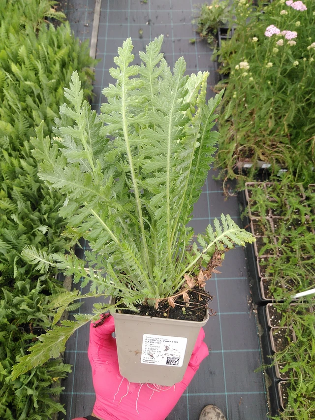 Achillée Parkers Varietät - 8. 7. 2025