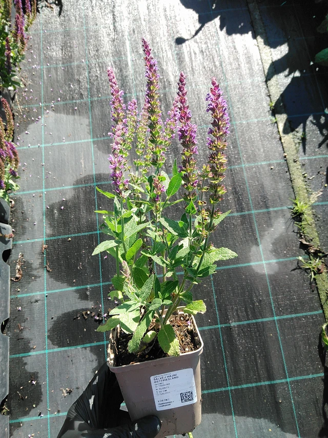 Šalvěj hajní Ostfriesland - 19. 8. 2025