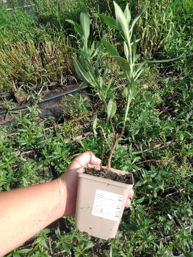 Baby's Breath Snowcloud White - 2024