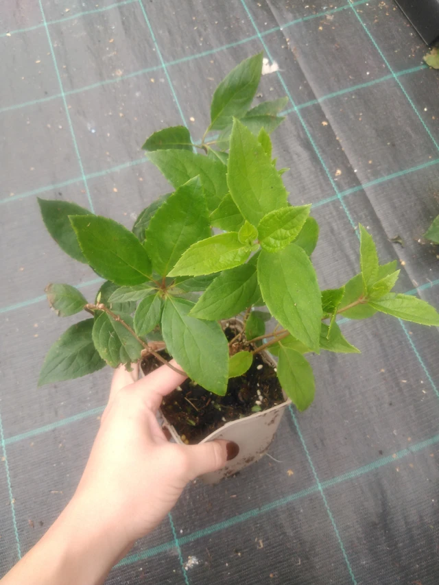 Hortensia Grandiflora - 2024