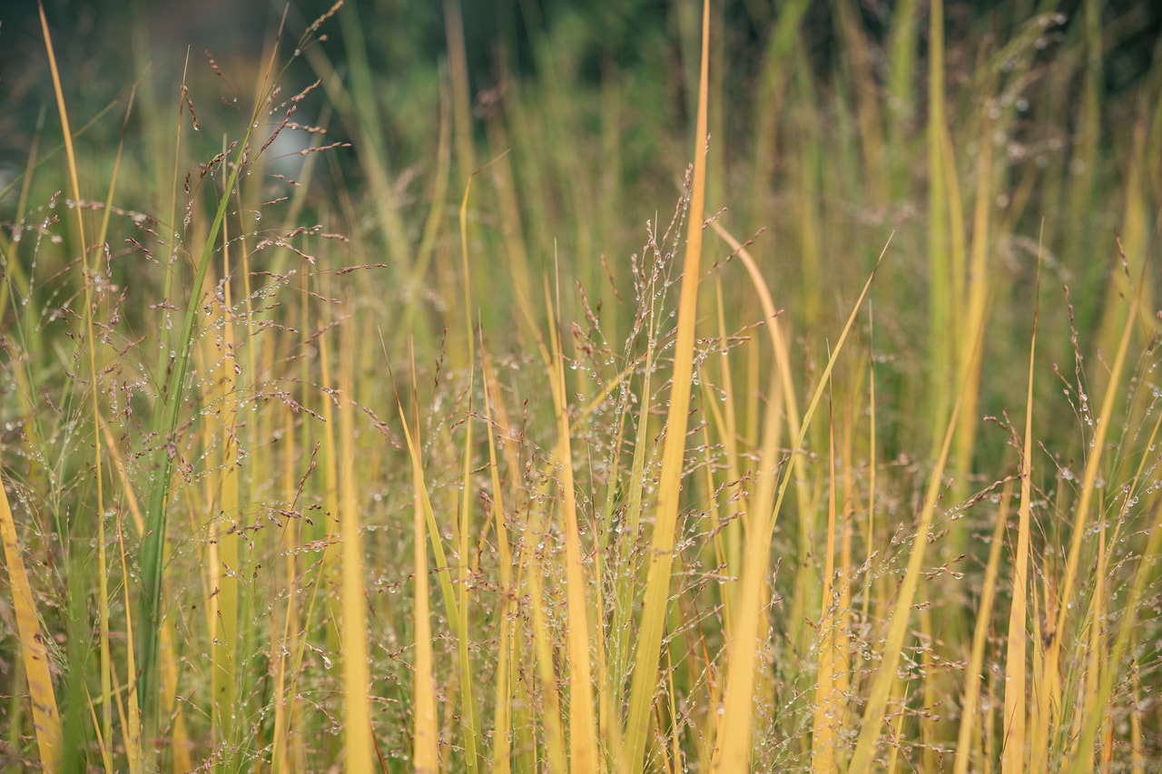 Vesszős köles Northwind, Loukykvět