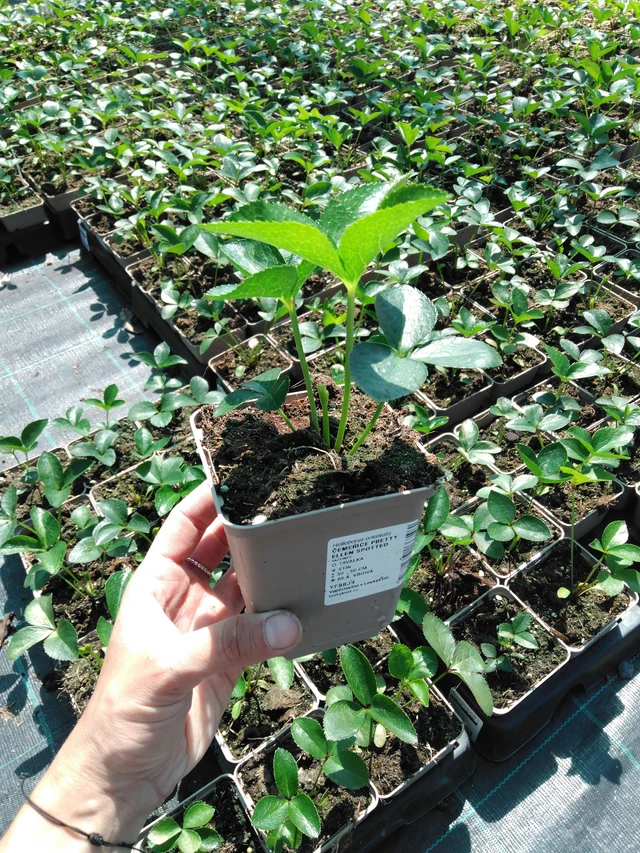 Eléboro Pretty Ellen Spotted - 2024