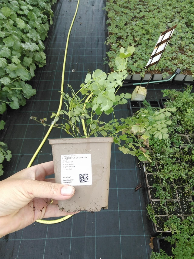 Meadow-rue Decorum - 19. 8. 2025