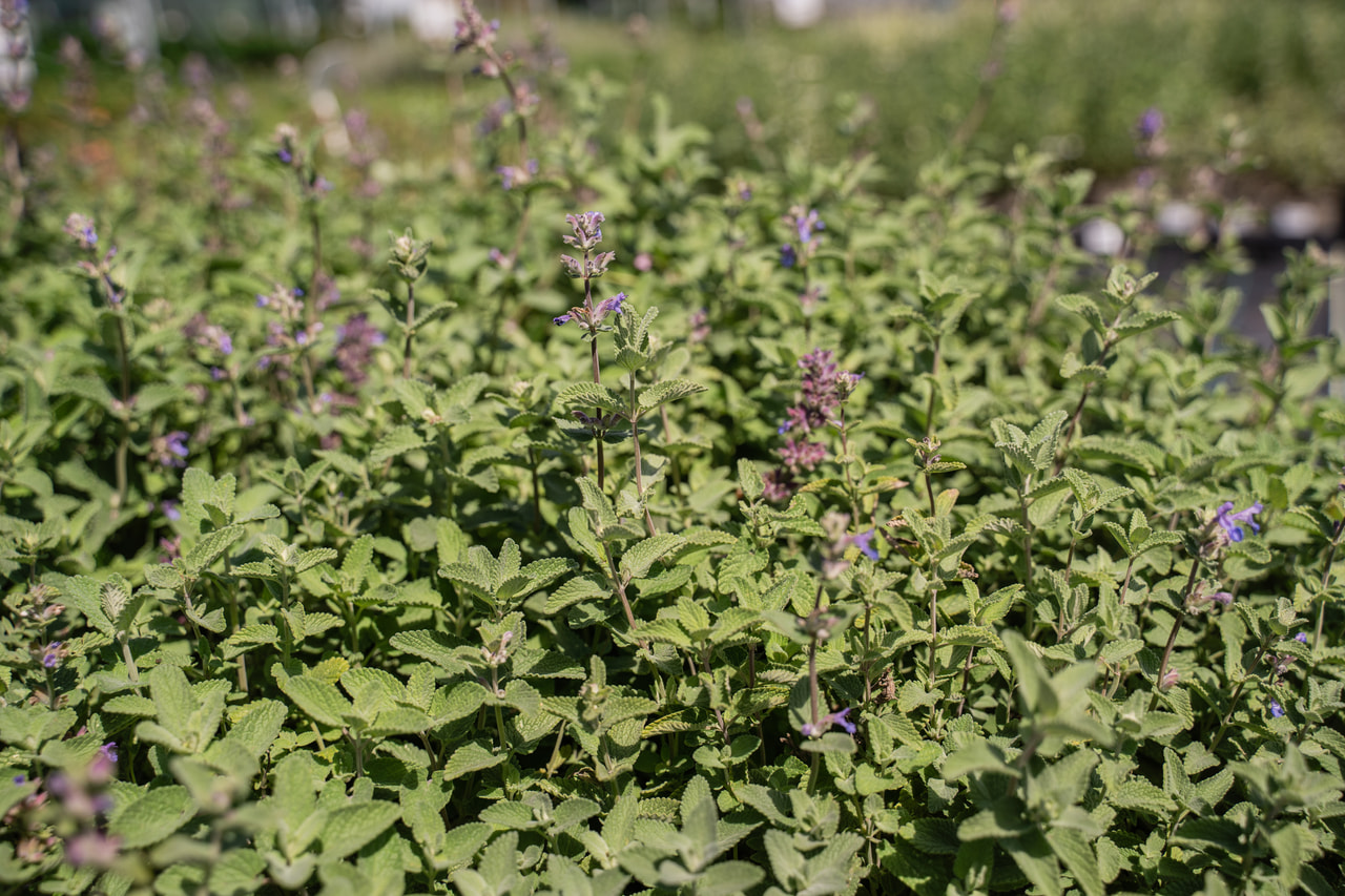 Šanta zkřížená , Loukykvět