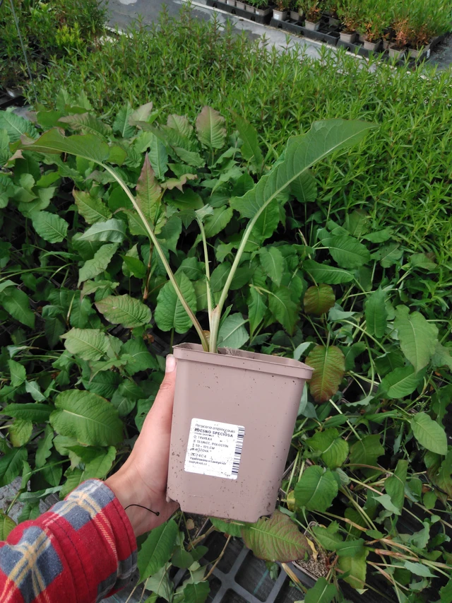 Persicaria Speciosa - 2024