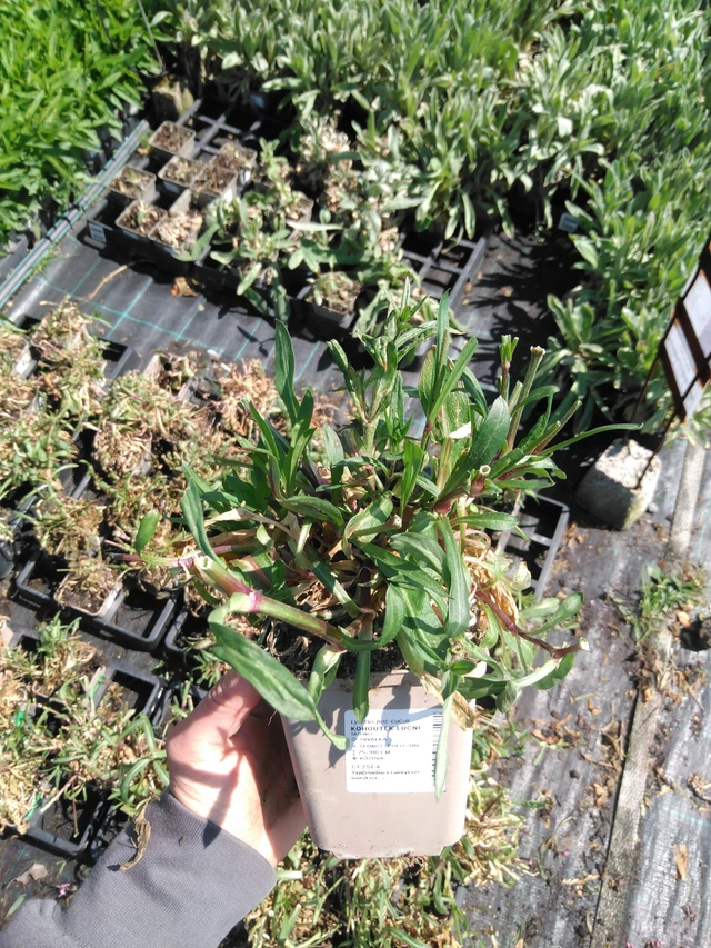 Ragged Robin luční - 13. 5. 2025