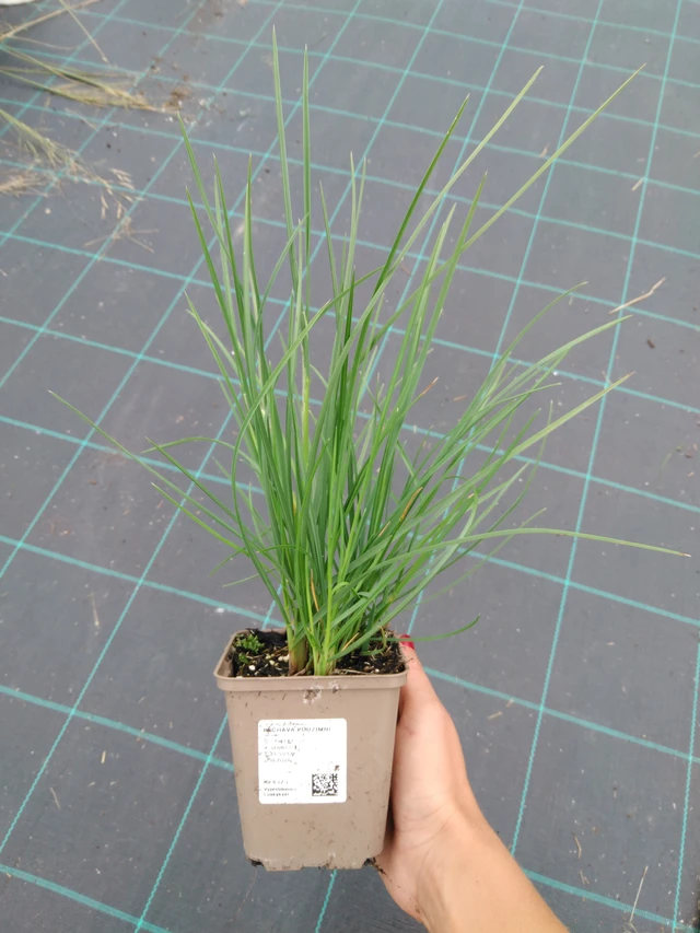 Pěchava podzimní - 10. 9. 2025