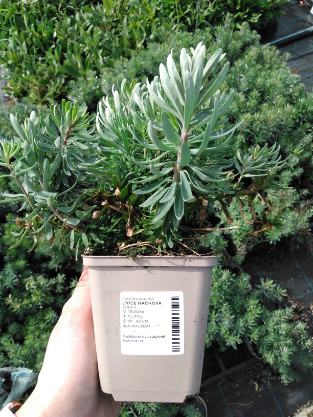 Purple toadflax - 2024