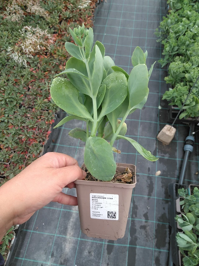 Sedum Star Dust - 11. 7. 2025