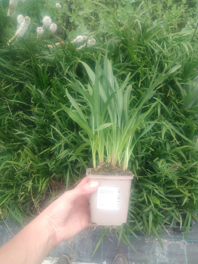 Ruusukaunokki Kobold Strain - 2024