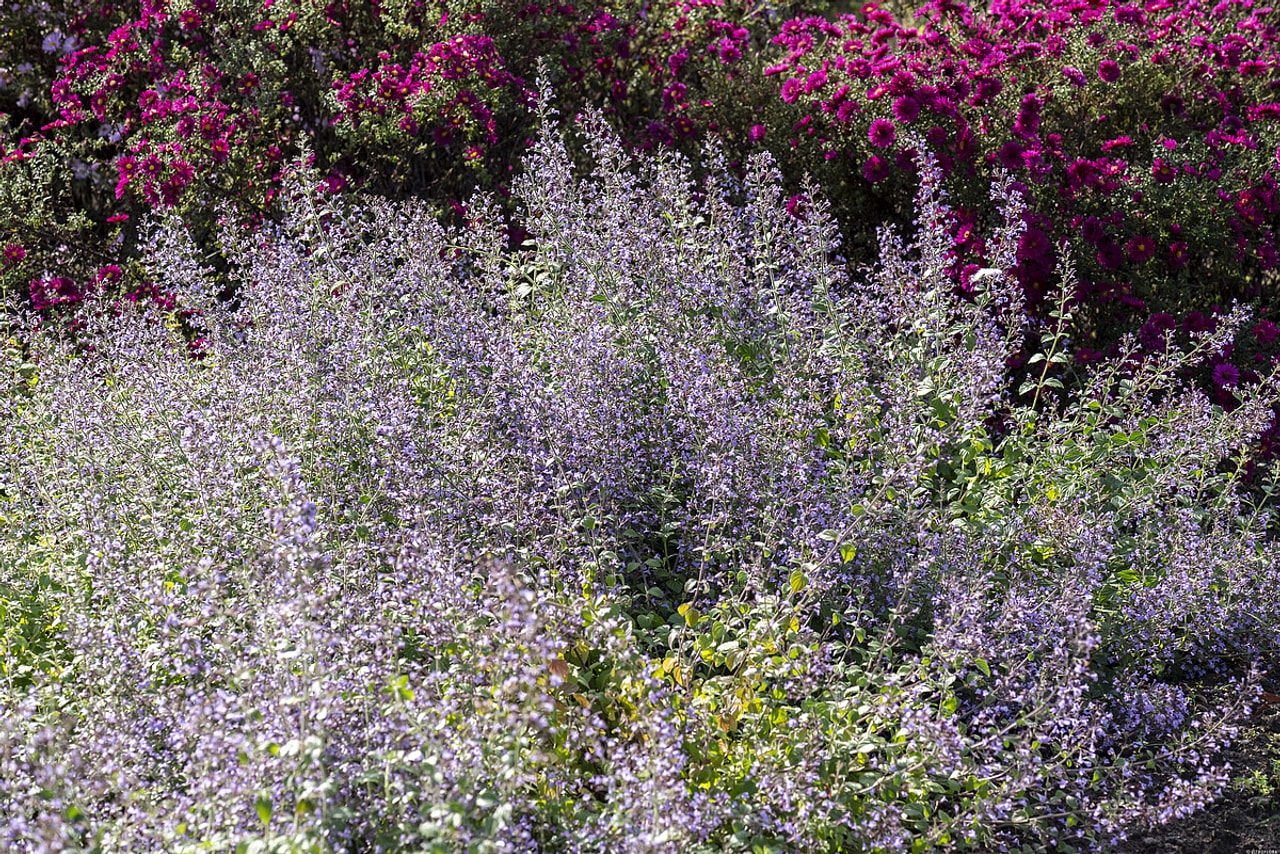 Marulka lékařská Blue Cloud, Loukykvět