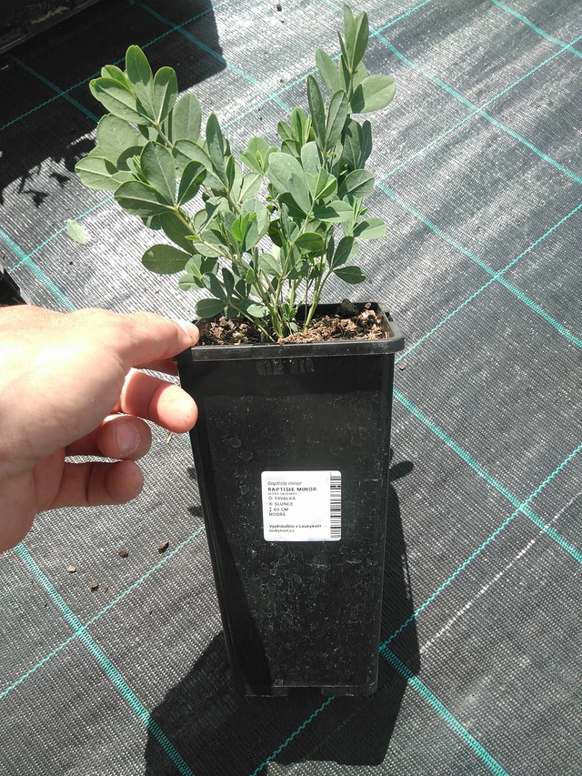 Baptisie Minor - 24. 6. 2025