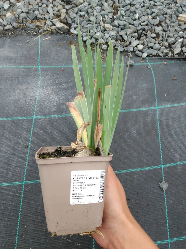 Lirio Lime Fizz - 10. 9. 2025