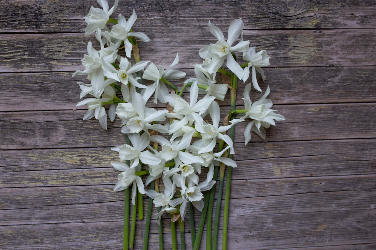 Narcis Thalia, Loukykvět