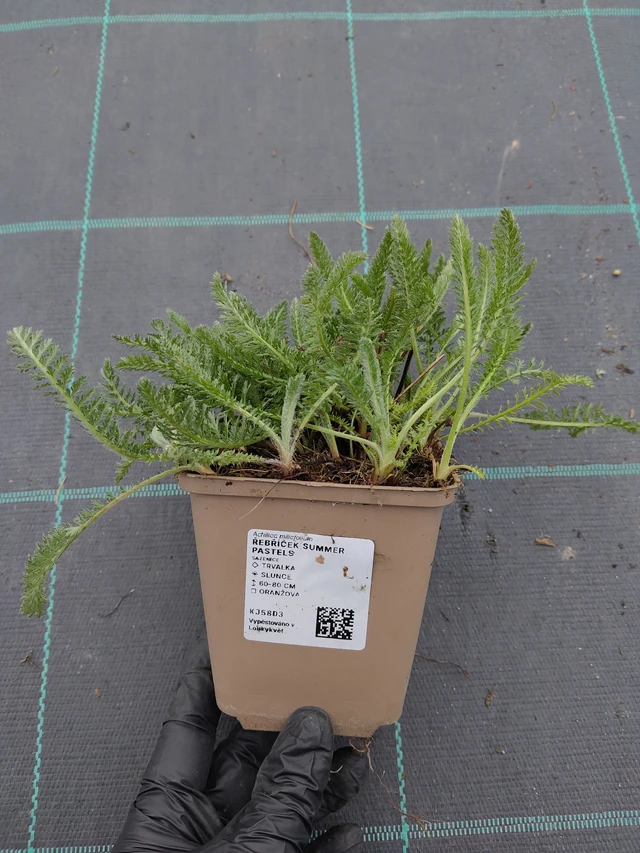 Řebříček Summer Pastels - 31. 3. 2026