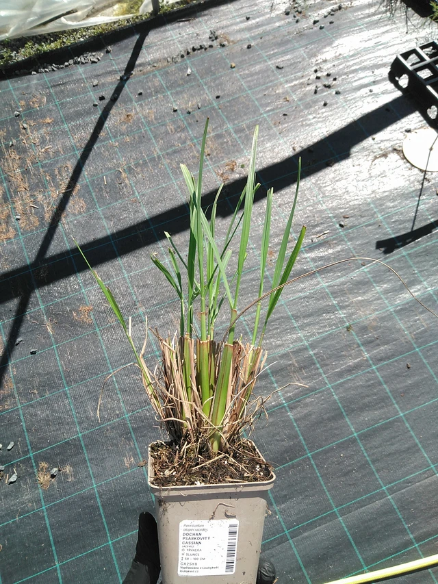 Pennisetum alopecuroides Cassian - 19. 8. 2025