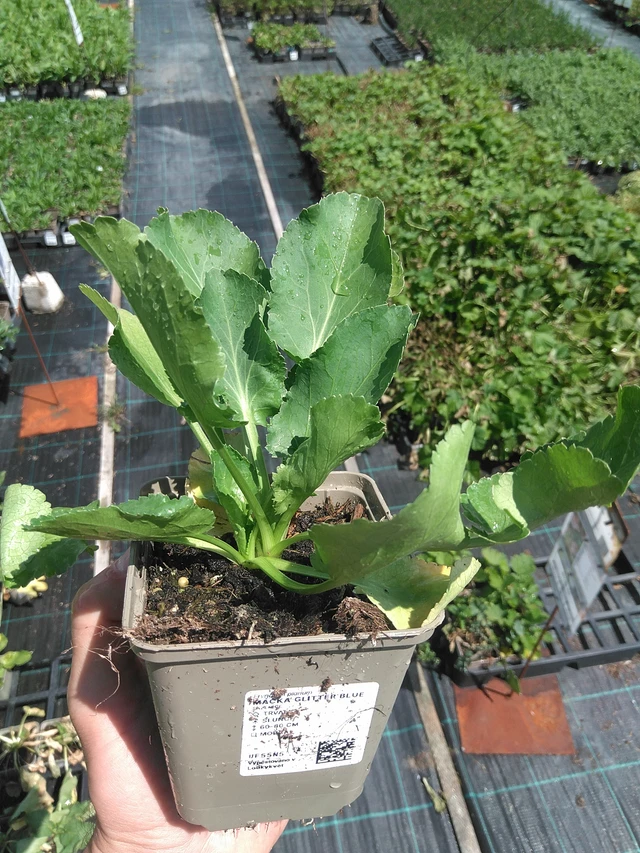 Pallopartiainen Glitter Blue - 24. 6. 2025